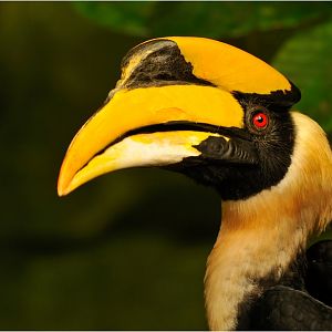 Great Indian hornbill at Köln Zoo