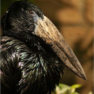 African open-billed stork at Köln Zoo