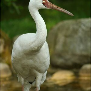 Siberian crane at Köln Zoo