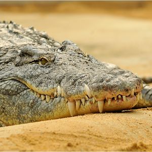 Nile croc at Köln Zoo