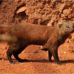 Eastern ring-tailed mongoose at Köln Zoo
