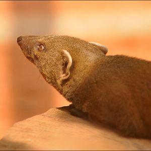 Eastern ring-tailed mongoose at Köln Zoo