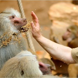 Baboon-feeding at Köln Zoo