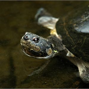 Mud turtle at Köln Zoo