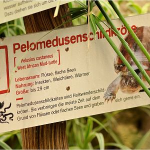 Mud turtle at Köln Zoo