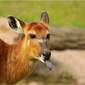 Sitatunga at Köln Zoo
