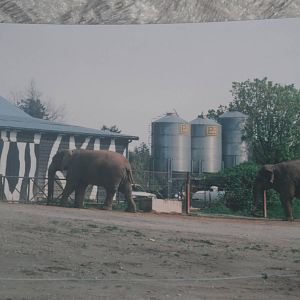 African and Asian elephants.