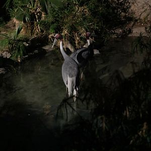 Night Zoo - May 27, 2011