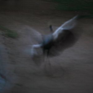 Night Zoo - May 27, 2011