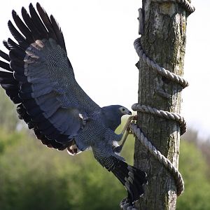 African Harrier Hawk