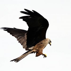 Black Kite