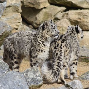 Snow Leopard cubs