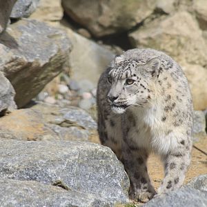 Snow Leopard