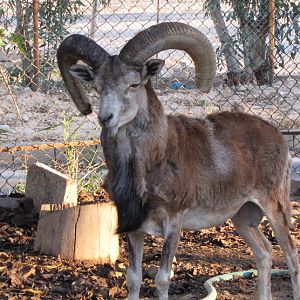 wild sheep iran(dezful zoo)