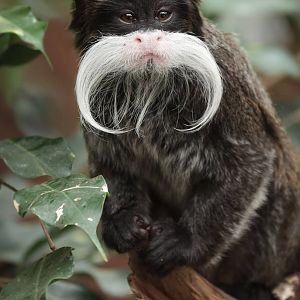 Emperor Tamarin - 27/05/2011