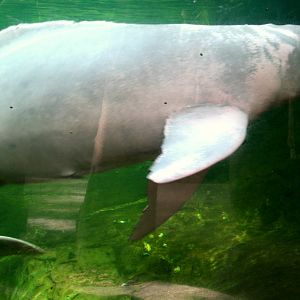 Amazon river dolphin; Duisburg; 23rd May 2011