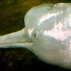 Amazon river dolphin; Duisburg; 23rd May 2011