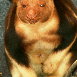Goodfellow's tree kangaroo; Duisburg; 23rd May 2011