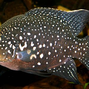 Madagascan cichild; Wuppertal; 25th May 2011