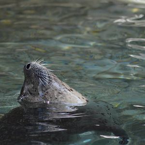 Harbor Seal