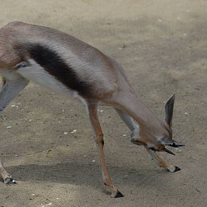 Three Legged Baby Spekes Gazelle