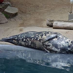 Grey Seal