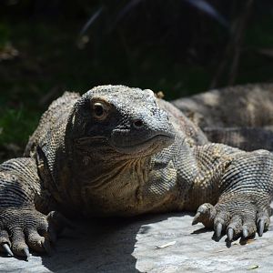Komodo Dragon