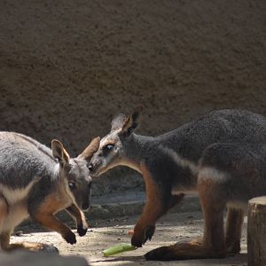 Yellow-footed Rock Wallabies