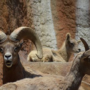 Desert Bighorn Sheep