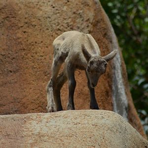 Desert Bighorn Sheep