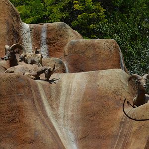 Desert Bighorn Sheep