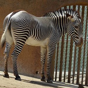 Grevys Zebra