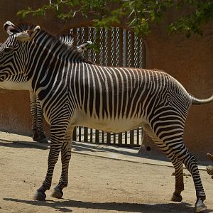 Grevys Zebra
