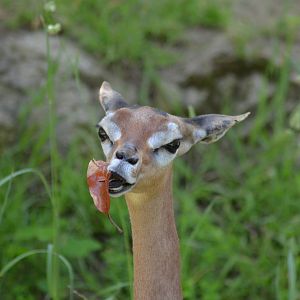 Gerenuk