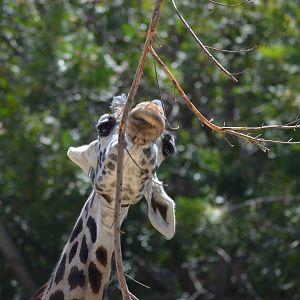 Masai Giraffe