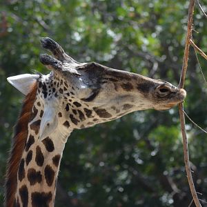 Masai Giraffe