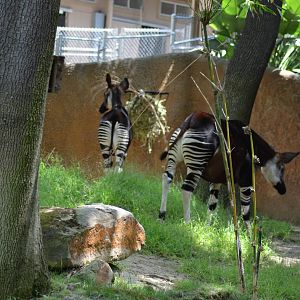 Okapis