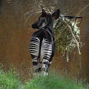 Okapi