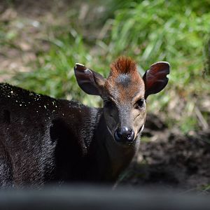 Black Duiker