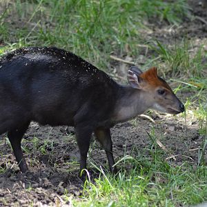 Black Duiker