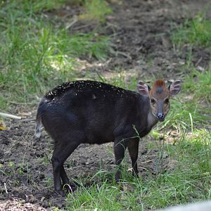 Black Duiker