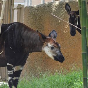 Okapis