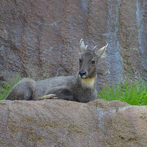 Central Chinese Goral