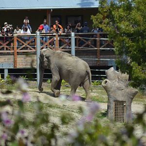 Asian Elephant and Keeper