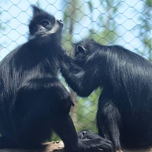 Francois Langurs