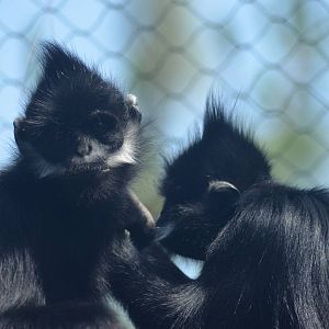 Francois Langurs
