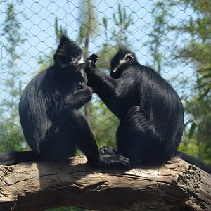 Francois Langurs