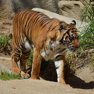 Sumatran Tiger
