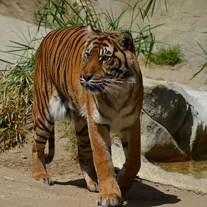 Sumatran Tiger