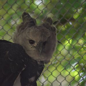Harpy Eagle